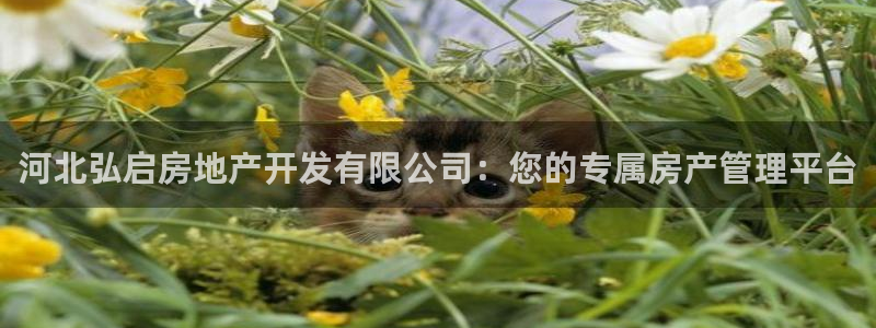 万向娱乐平台代理怎么样啊